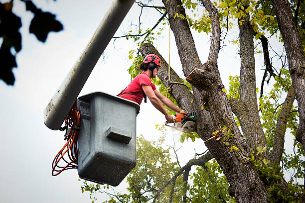 Best Storm Damage Tree Cleanup  in Keewatin, MN